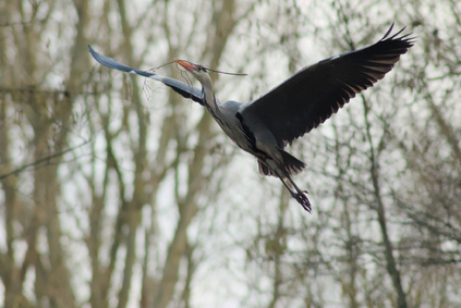 Grey Heron, Elsenburgerbos, Rijswijk, Netherlands