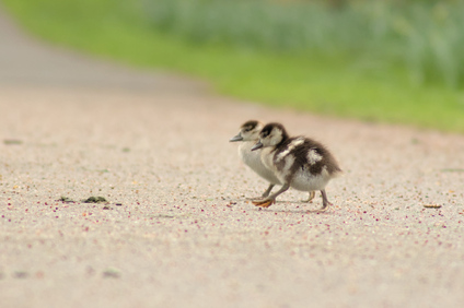 Egyptian Goose, Stadhoudersplantsoen, Den Haag, Netherlands