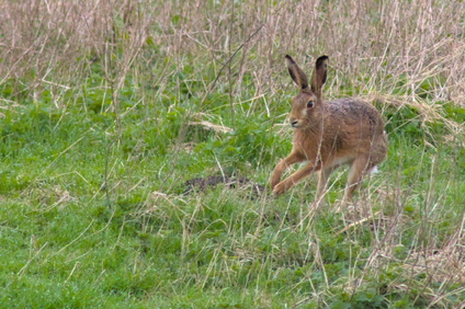 Nieuwe Driemanspolder, Netherlands