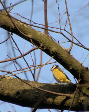 Eurasian Blue Tit, Segbroekpark, Den Haag, Netherlands