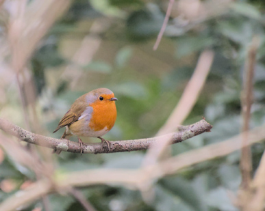 European Robin, Segbroek, Den Haag, Netherlands