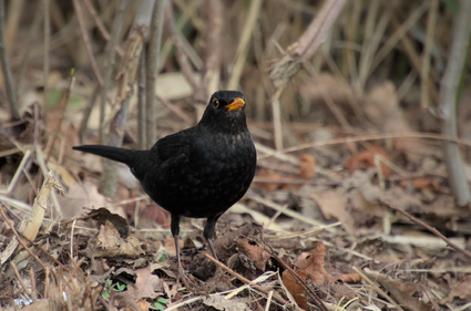 Common Blackbird, Segbroek, Den Haag, Netherlands