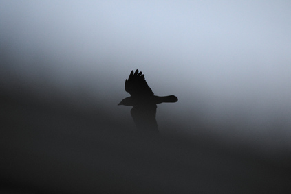 Western Jackdaw, Den Haag, Netherlands
