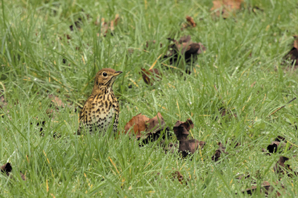 Song Thrush, Segbroekpark, Den Haag, Netherlands