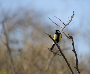 Great Tit, Westduinpark, Den Haag, Netherlands