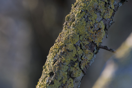 Westduinpark, Den Haag, Netherlands