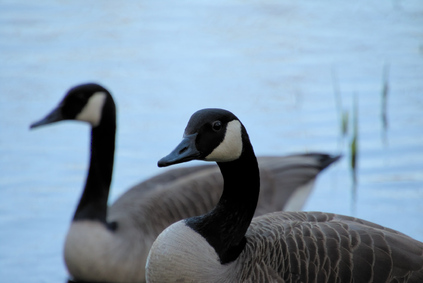 Canada Goose, Westduinpark, Den Haag, Netherlands