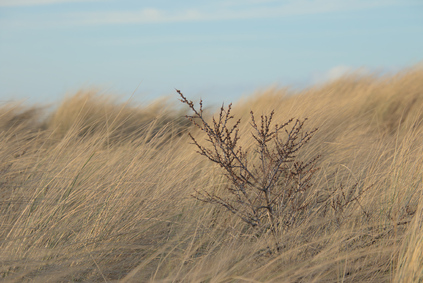 Westduinpark, Den Haag, Netherlands