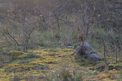 Westduinpark, Den Haag, Netherlands