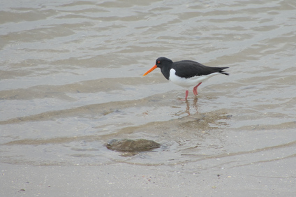 Eurasian Oystercatcher, Hoek van Holland, Netherlands
