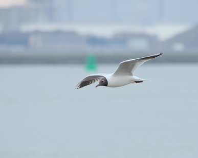 Black-headed Gull, Hoek van Holland, Netherlands