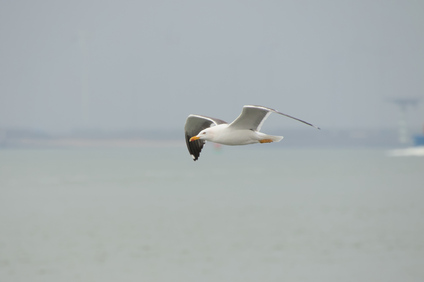 Lesser Black-backed Gull, Hoek van Holland, Netherlands