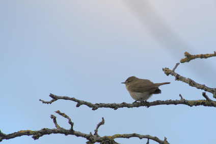 Common Chiffchaff, Westduinpark, Den Haag, Netherlands