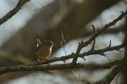Eurasian wren, Westduinpark, Den Haag, Netherlands