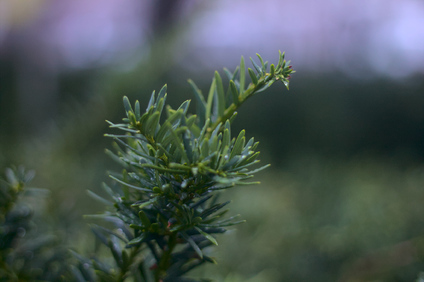 Den Haag, Netherlands