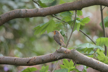 European Robin, Meer en Bos, Den Haag, Netherlands
