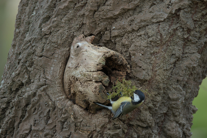 Great Tit, Westduinpark, Den Haag, Netherlands