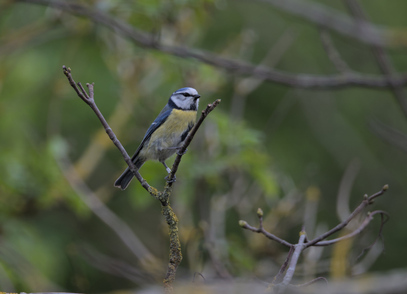 Eurasian Blue Tit, Westduinpark, Den Haag, Netherlands