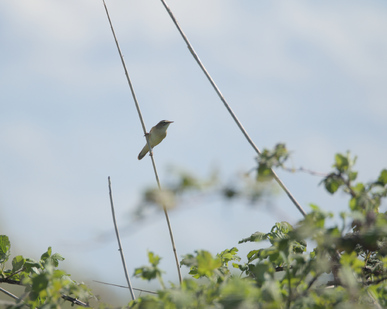 Sedge Warbler, Tiengemeten, Netherlands