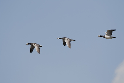 Barnacle Goose, Tiengemeten, Netherlands