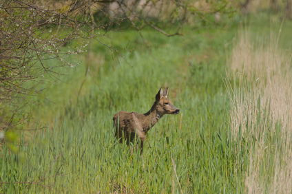 Tiengemeten, Netherlands