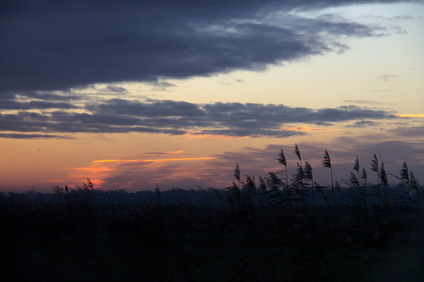 Biesbosch, Netherlands