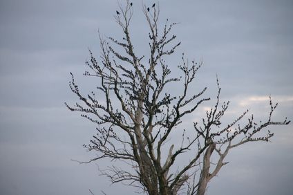 Biesbosch, Netherlands
