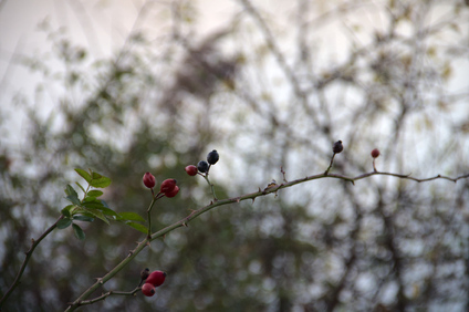 Biesbosch, Netherlands