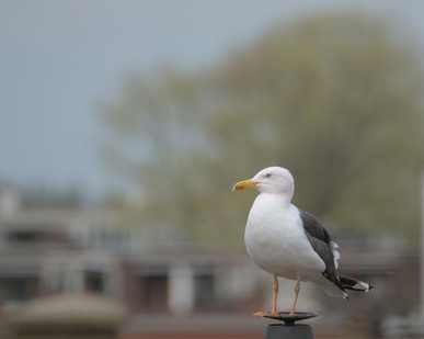 Lesser Black-backed Gull, Den Haag, Netherlands