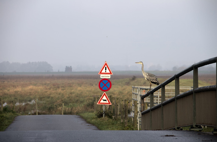 Grey Heron, Biesbosch, Netherlands
