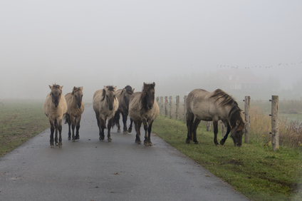 Biesbosch, Netherlands