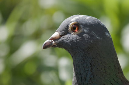 feral pigeon, Segbroekpark, Den Haag, Netherlands