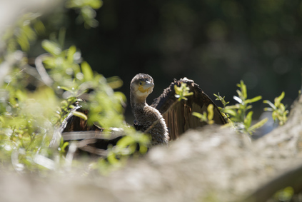 Great Cormorant, Segbroekpark, Den Haag, Netherlands