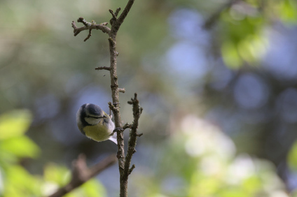 Eurasian Blue Tit, Segbroekpark, Den Haag, Netherlands