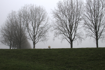 Biesbosch, Netherlands