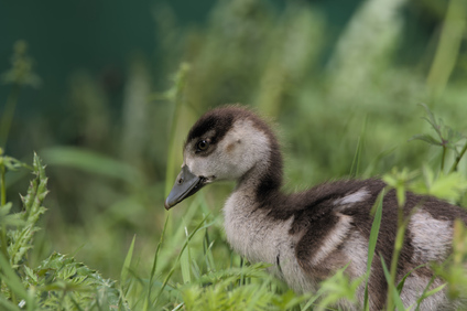 Egyptian Goose, Segbroekpark, Den Haag, Netherlands