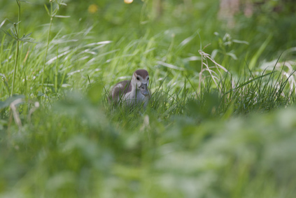 Egyptian Goose, Segbroekpark, Den Haag, Netherlands