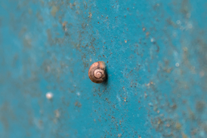 Biesbosch, Netherlands