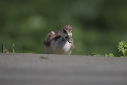 Egyptian Goose, Segbroekpark, Den Haag, Netherlands