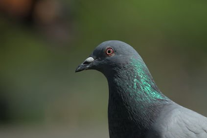 feral pigeon, Segbroekpark, Den Haag, Netherlands