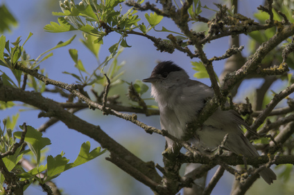 Eurasian Blackcap, Segbroekpark, Den Haag, Netherlands