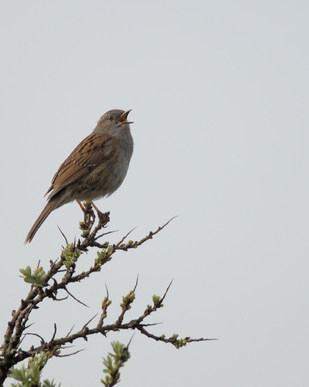 Dunnock, Westduinpark, Den Haag, Netherlands