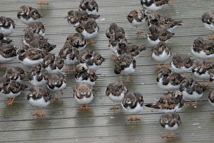Ruddy Turnstone, Scheveningen, Netherlands