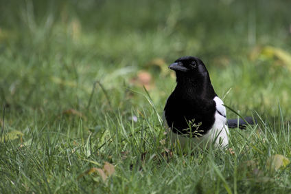 Eurasian Magpie, Vogelwijk, Den Haag, Netherlands