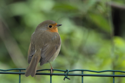 European Robin, Bosjes van Poot, Den Haag, Netherlands