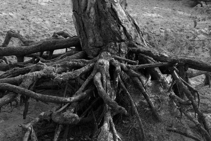 Bosjes van Poot, Den Haag, Netherlands