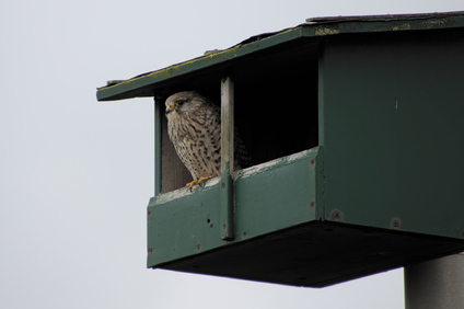 Common Kestrel, Westduinpark, Den Haag, Netherlands