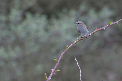 Dunnock, Westduinpark, Den Haag, Netherlands