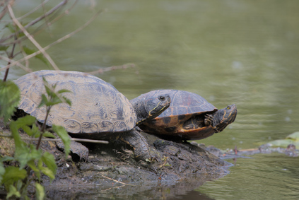 Geldermalsen, Netherlands
