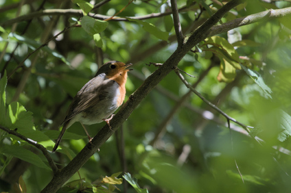 European Robin, Segbroekpark, Den Haag, Netherlands